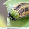 libythea celtis larva d